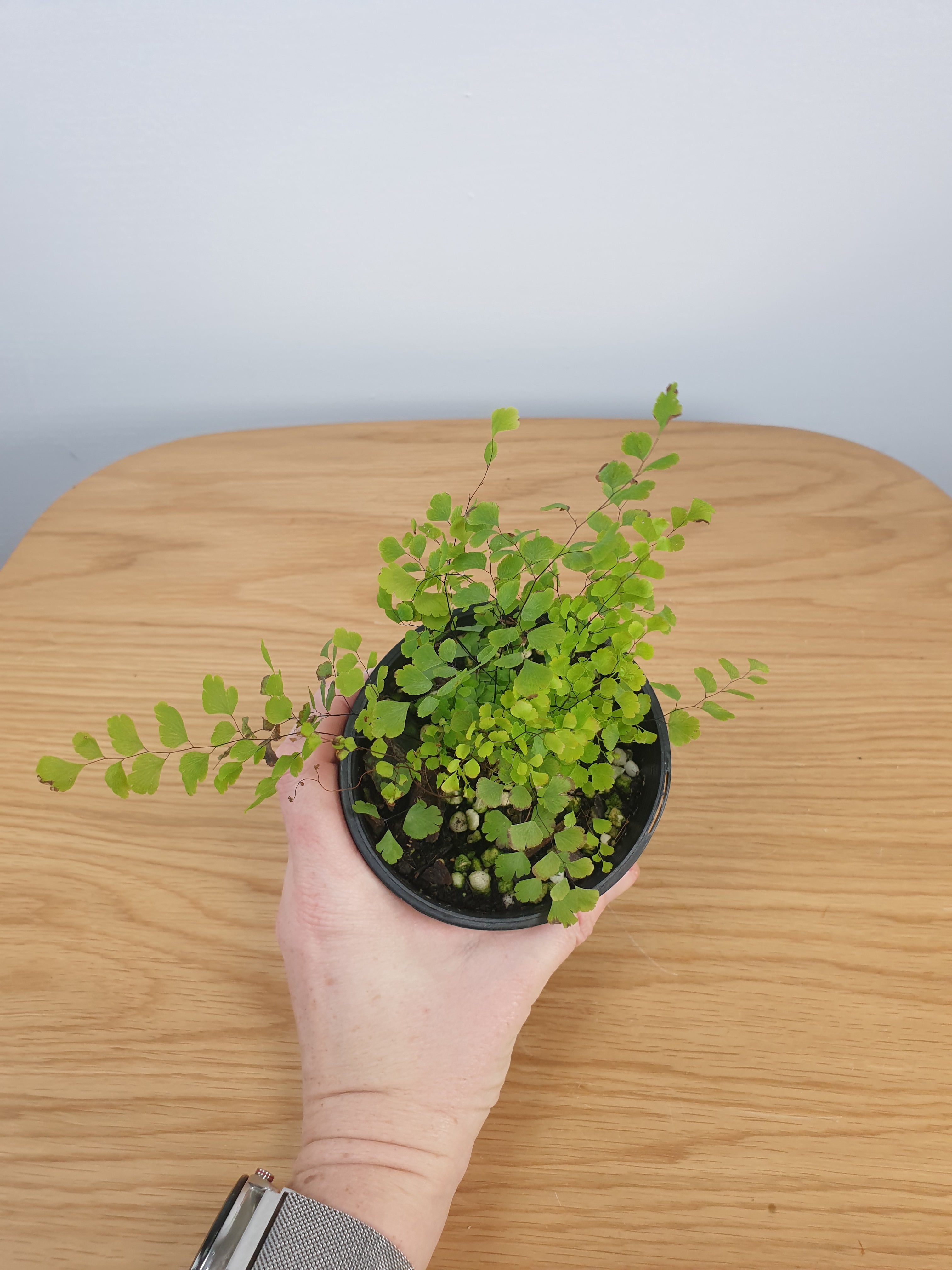 Adiantum raddianum - Delta Maidenhair Fern Landscaping & Garden Plants Root'd Plants 