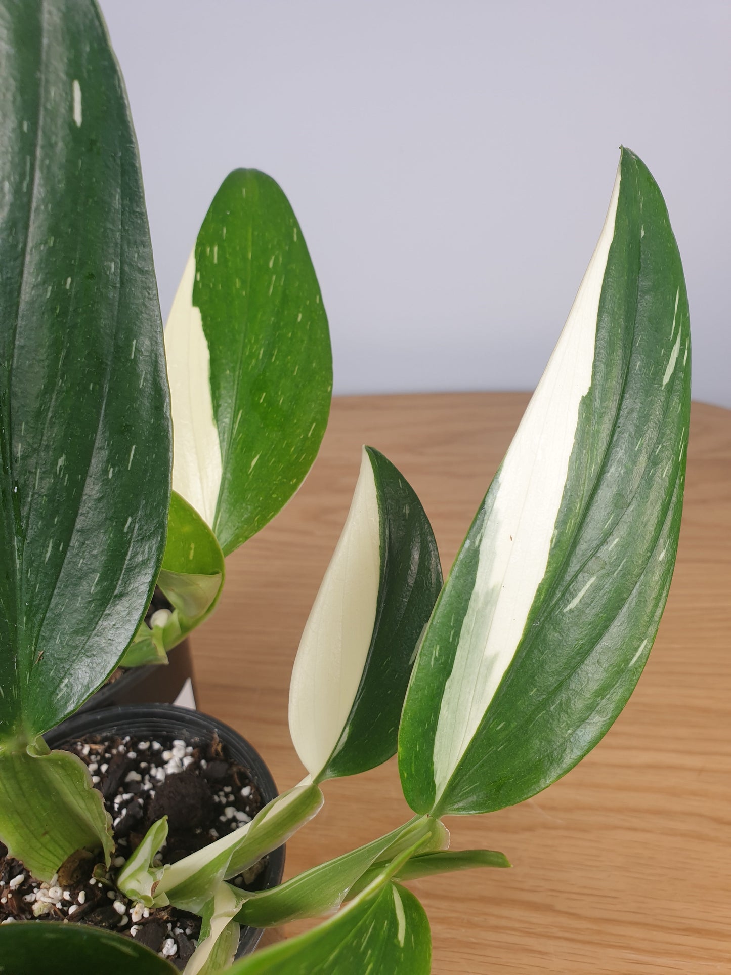 Monstera standleyana variegata Root'd Plants 