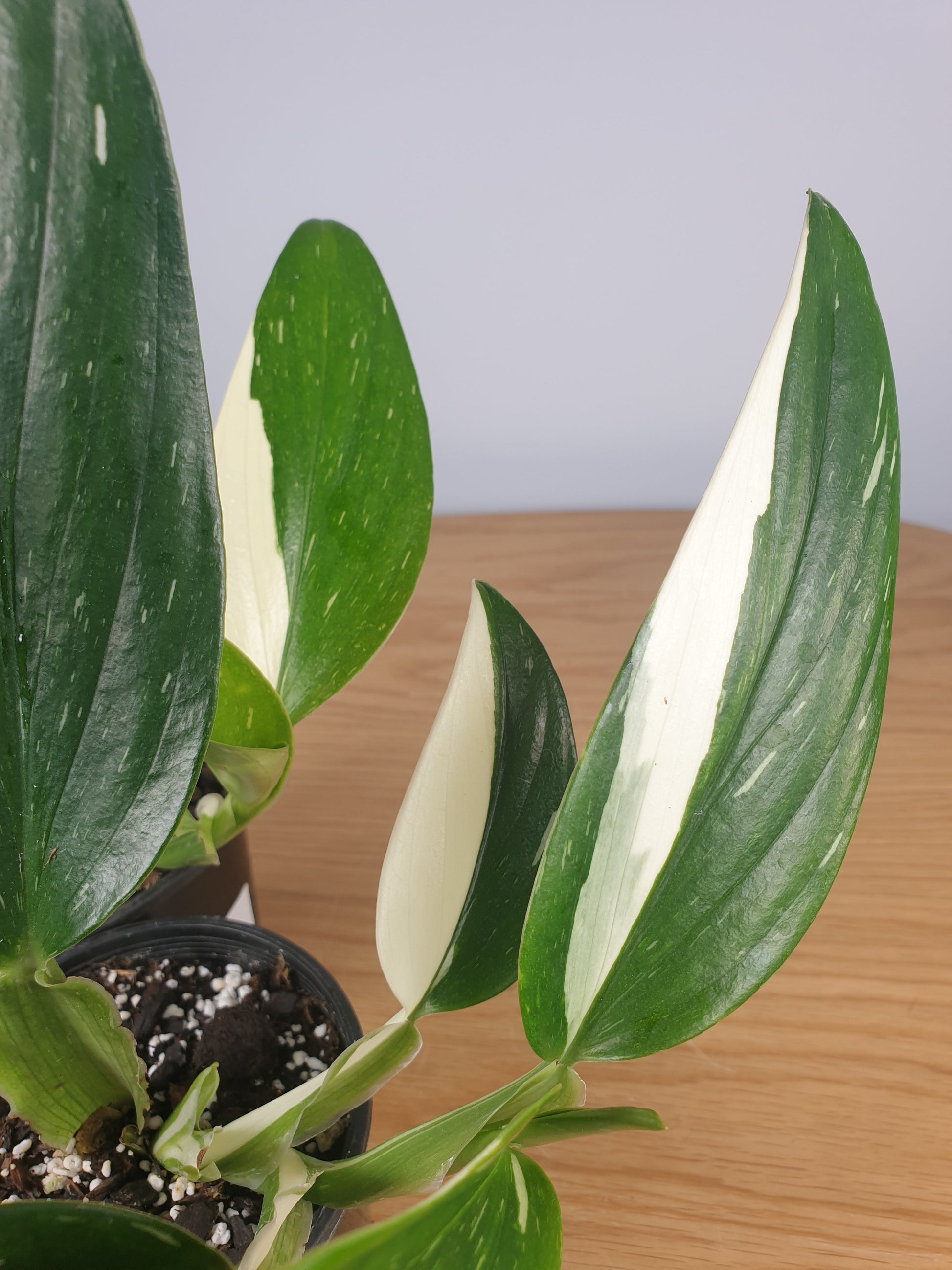Monstera standleyana variegata Root'd Plants 
