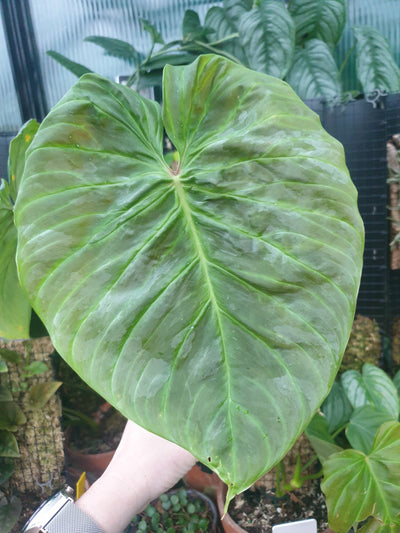 Philodendron 'Majestic' Root'd Plants 