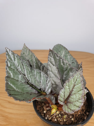 Begonia rex 'Glacier' - Rhizomatous Begonia Root'd Plants 