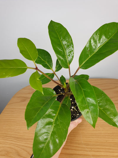 Heptapleurum actinophyllum (formerly Schefflera actinophylla) 'Amate' - Australian Umbrella Tree Root'd Plants 