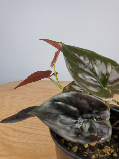 Syngonium erythrophyllum - Red Arrow Plant Root'd Plants 