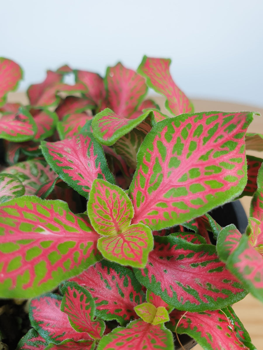 Fittonia verschaffeltii 'Ruby' - Nerve Plant