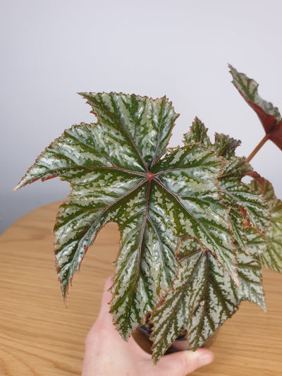 Begonia 'Gryphon' - Cane Begonia Root'd Plants 