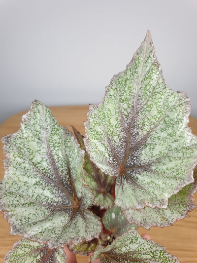 Begonia rex 'Freckles' - Rhizomatous Begonia Root'd Plants 