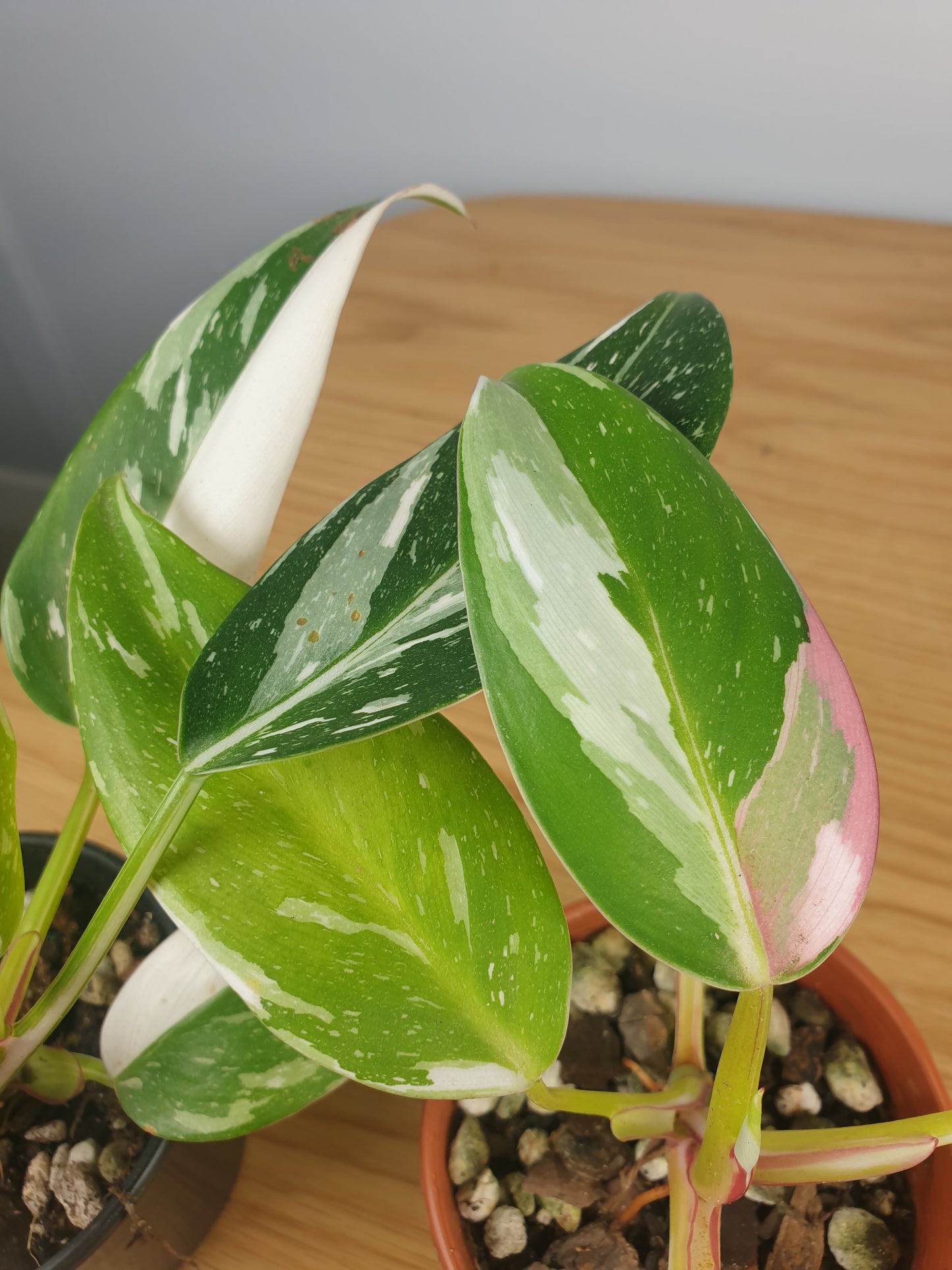 Philodendron erubescens 'White Princess' Root'd Plants 
