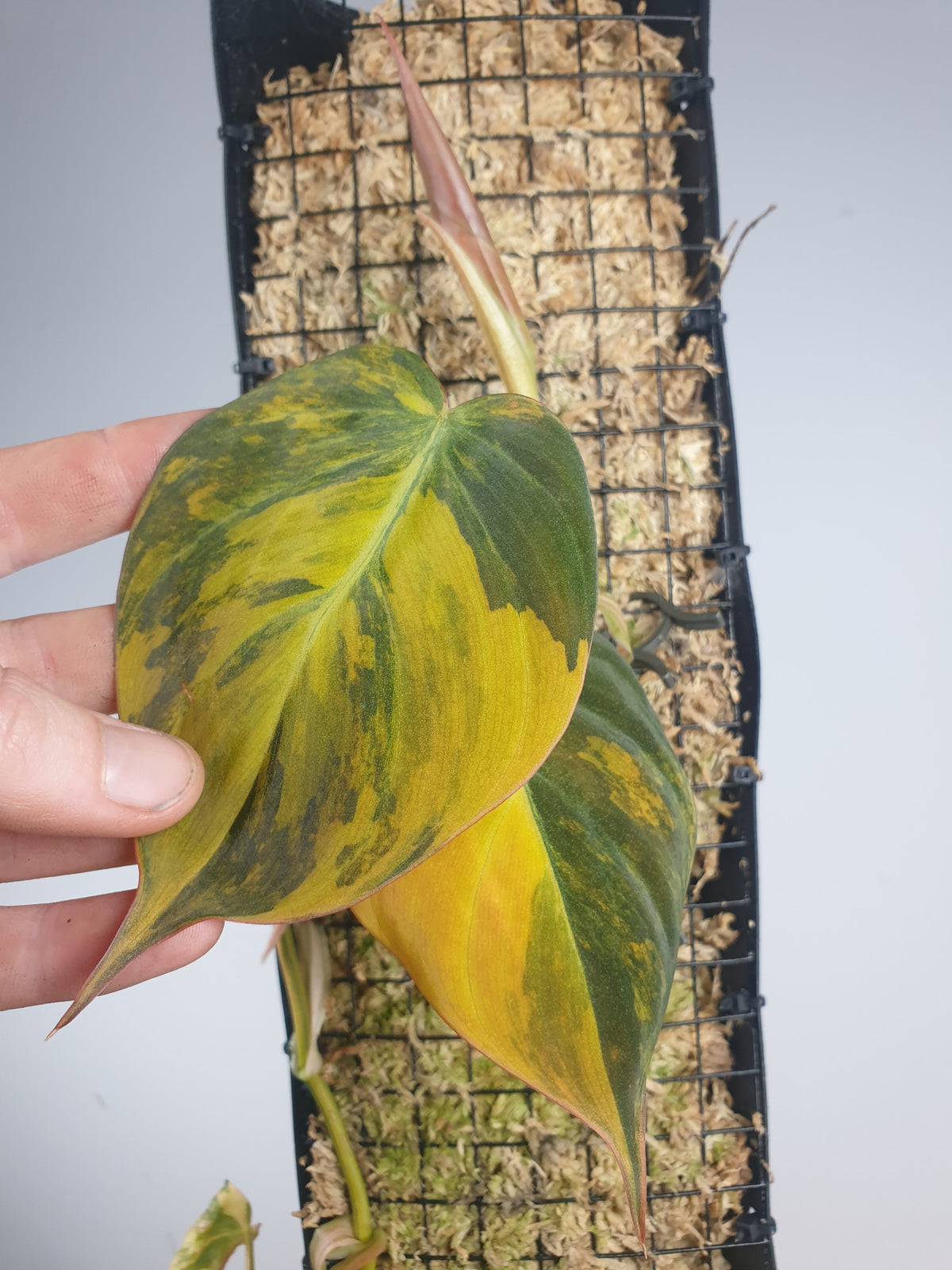 Philodendron hederaceum var hederaceum variegata - Variegated Micans Root'd Plants 