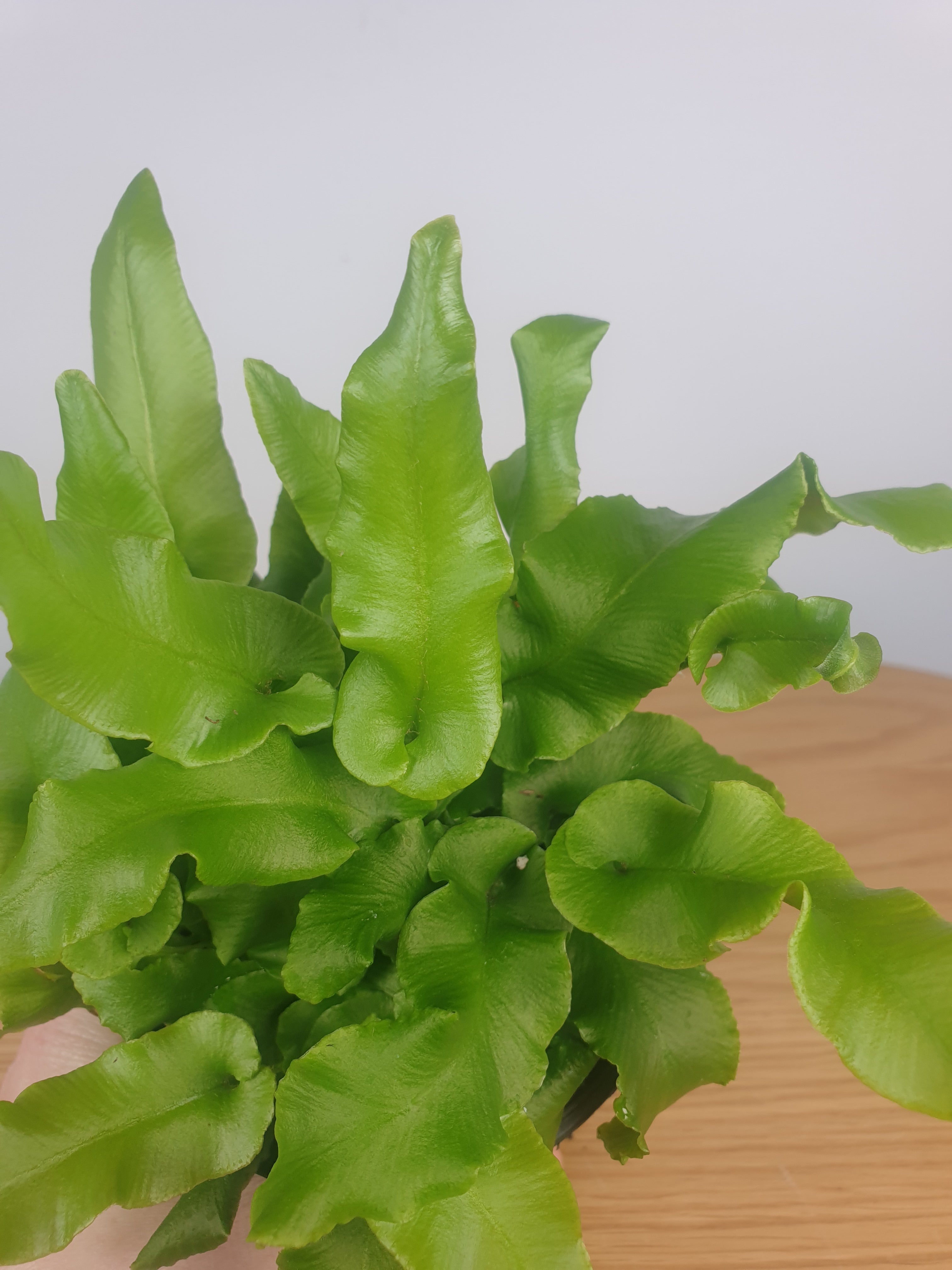 Asplenium scolopendrium - Hart's Tongue Fern Root'd Plants 