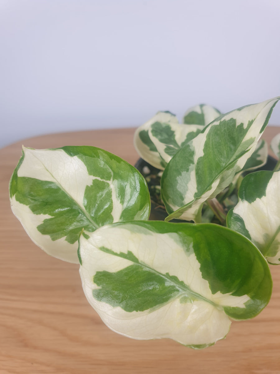 Epipremnum aureum ‘Snow Queen’ - Pearls and Jade Pothos