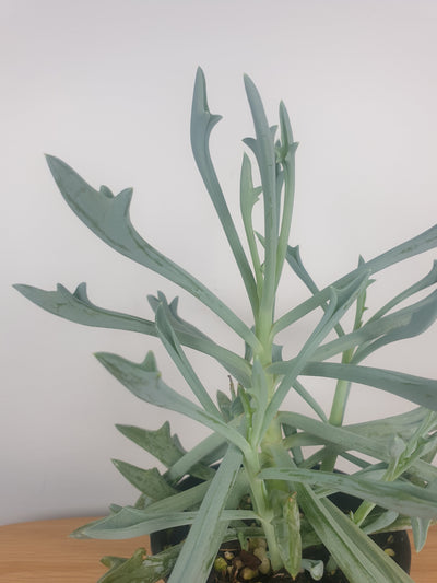 Curio (syn. Senecio/Kleinia) 'Trident Blue' Root'd Plants 
