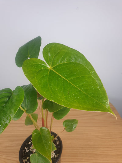 Anthurium sp. 'Pot Luck' Root'd Plants 