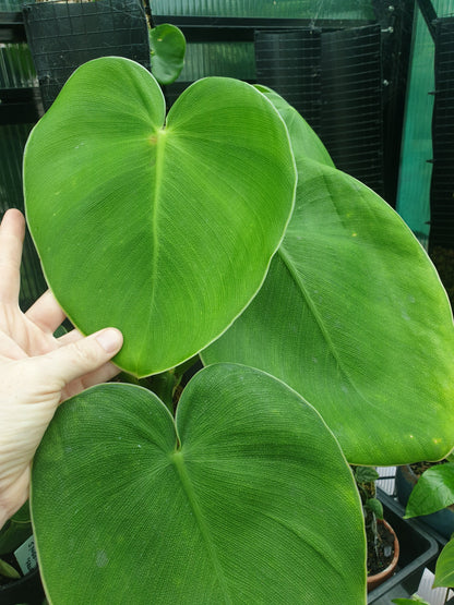 Philodendron rugosum - Pig Skin Plant Root'd Plants 