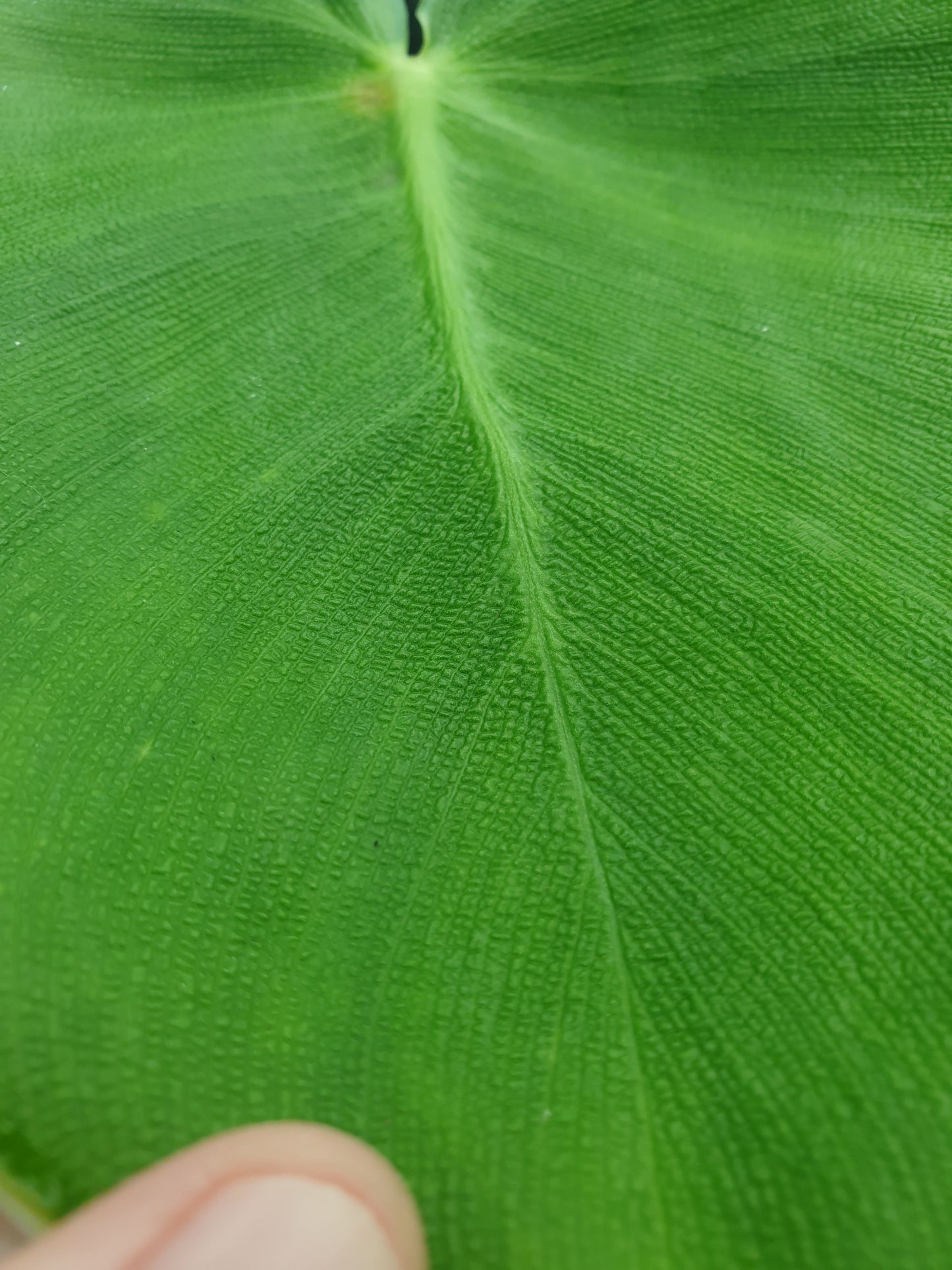 Philodendron rugosum - Pig Skin Plant Root'd Plants 