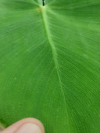 Philodendron rugosum - Pig Skin Plant Root'd Plants 