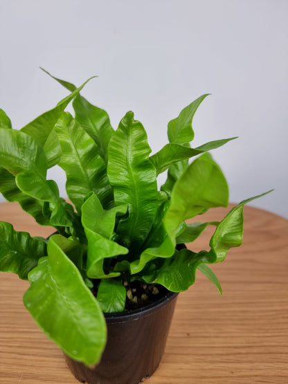 Asplenium nidas 'Crispy Wave' - Pleated Bird's Nest Fern Root'd Plants 