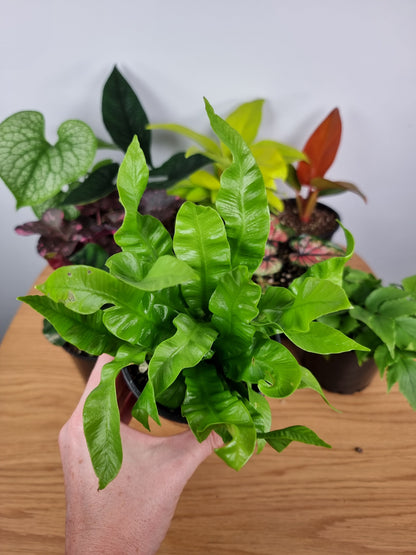 Asplenium nidas 'Crispy Wave' - Pleated Bird's Nest Fern Root'd Plants 