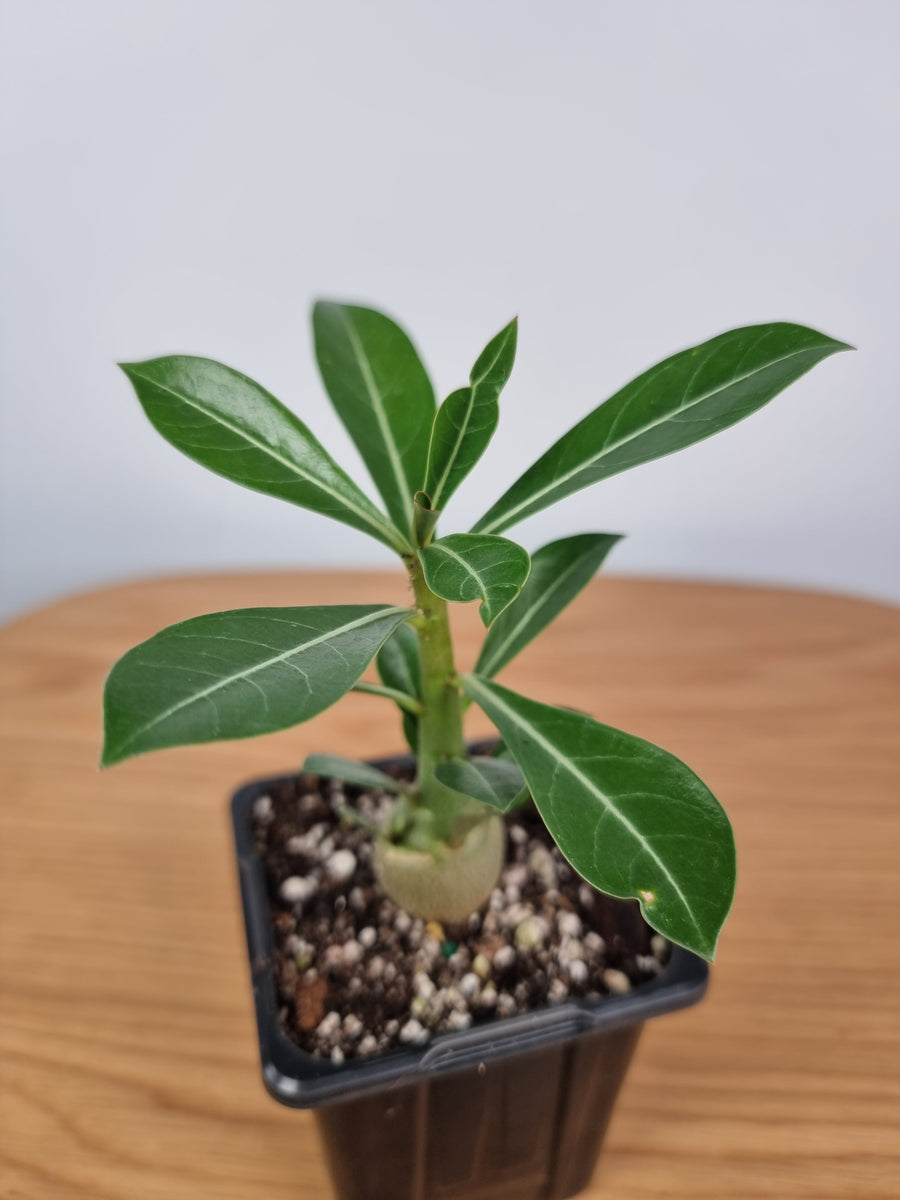 Adenium obesum 'Thai Mix'