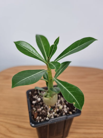 Adenium obesum 'Thai Mix' Root'd Plants 