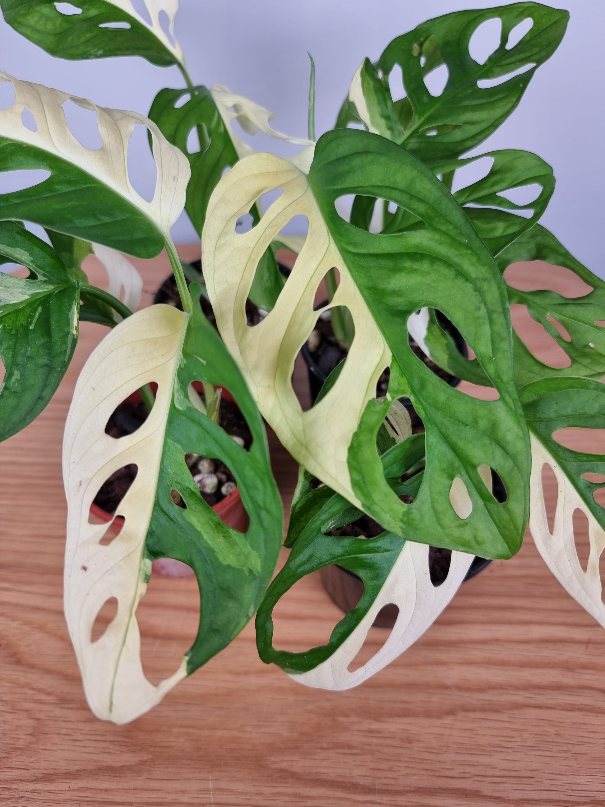 Monstera adansonii variegata - Variegated Swiss Cheese Plant Root'd Plants 