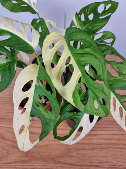 Monstera adansonii variegata - Variegated Swiss Cheese Plant Root'd Plants 