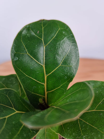 Ficus Lyrata 'bambino' - Fiddle Leaf Fig Root'd Plants 