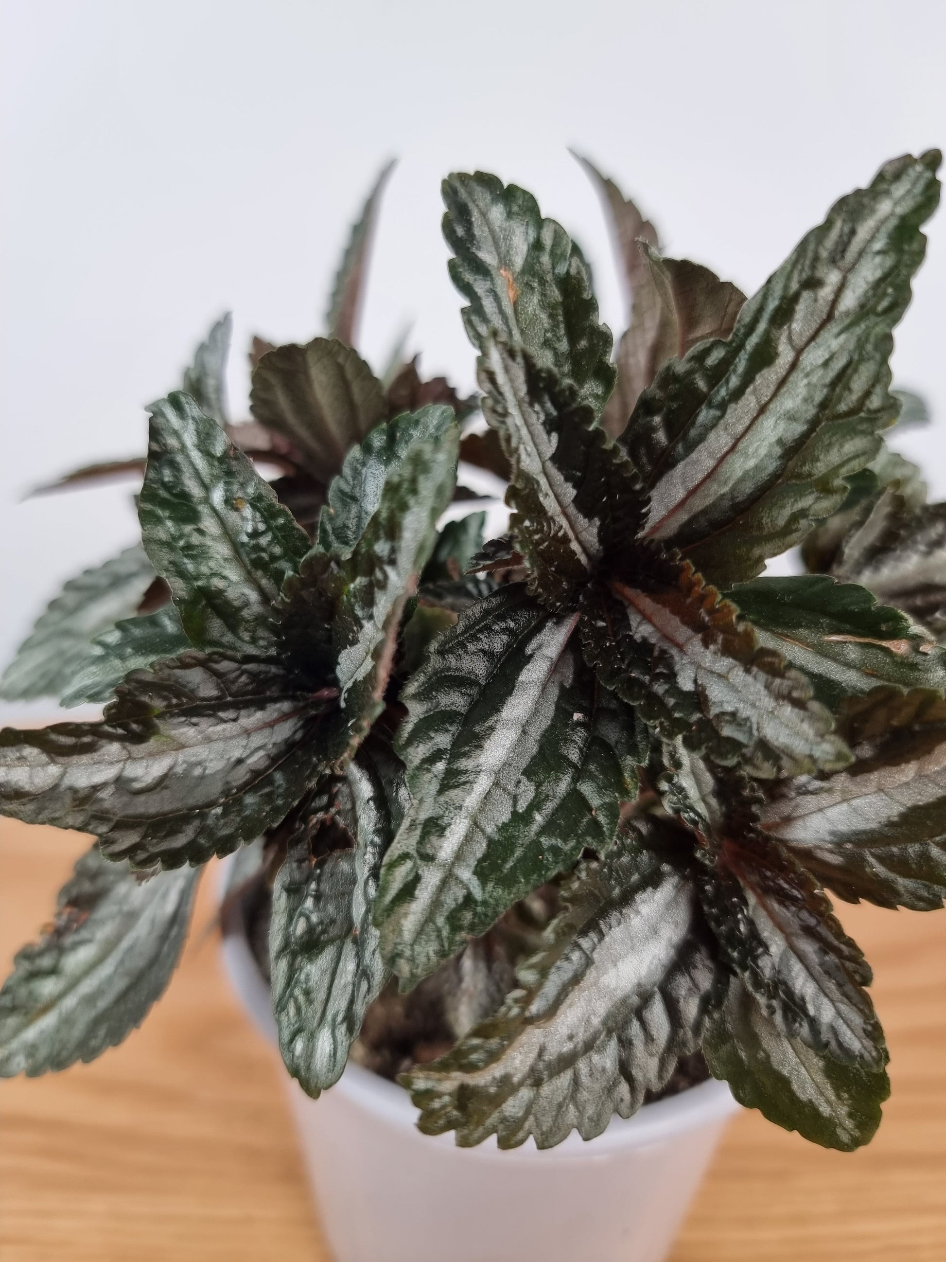 Pilea Spruceana 'Silver Tree' Root'd Plants 