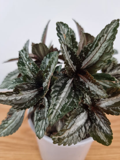 Pilea Spruceana 'Silver Tree' Root'd Plants 