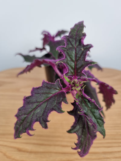 Gynura aurantiaca - Purple Passion Plant Plants Root'd Plants 100mm 