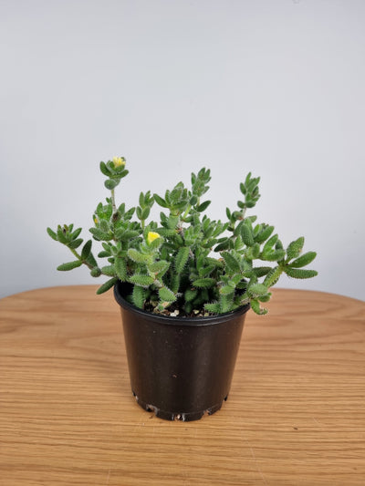 Delosperma echinatum - Pickle Plant Plants Root'd Plants 