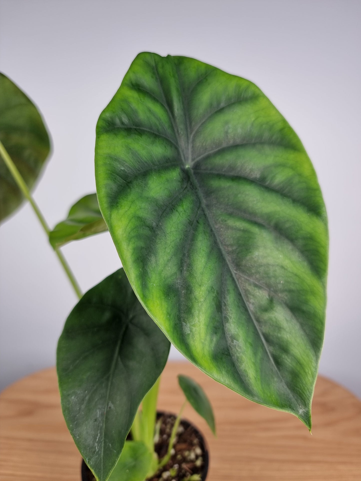 Alocasia clypeolata 'Green Shield' Landscaping & Garden Plants Root'd Plants 