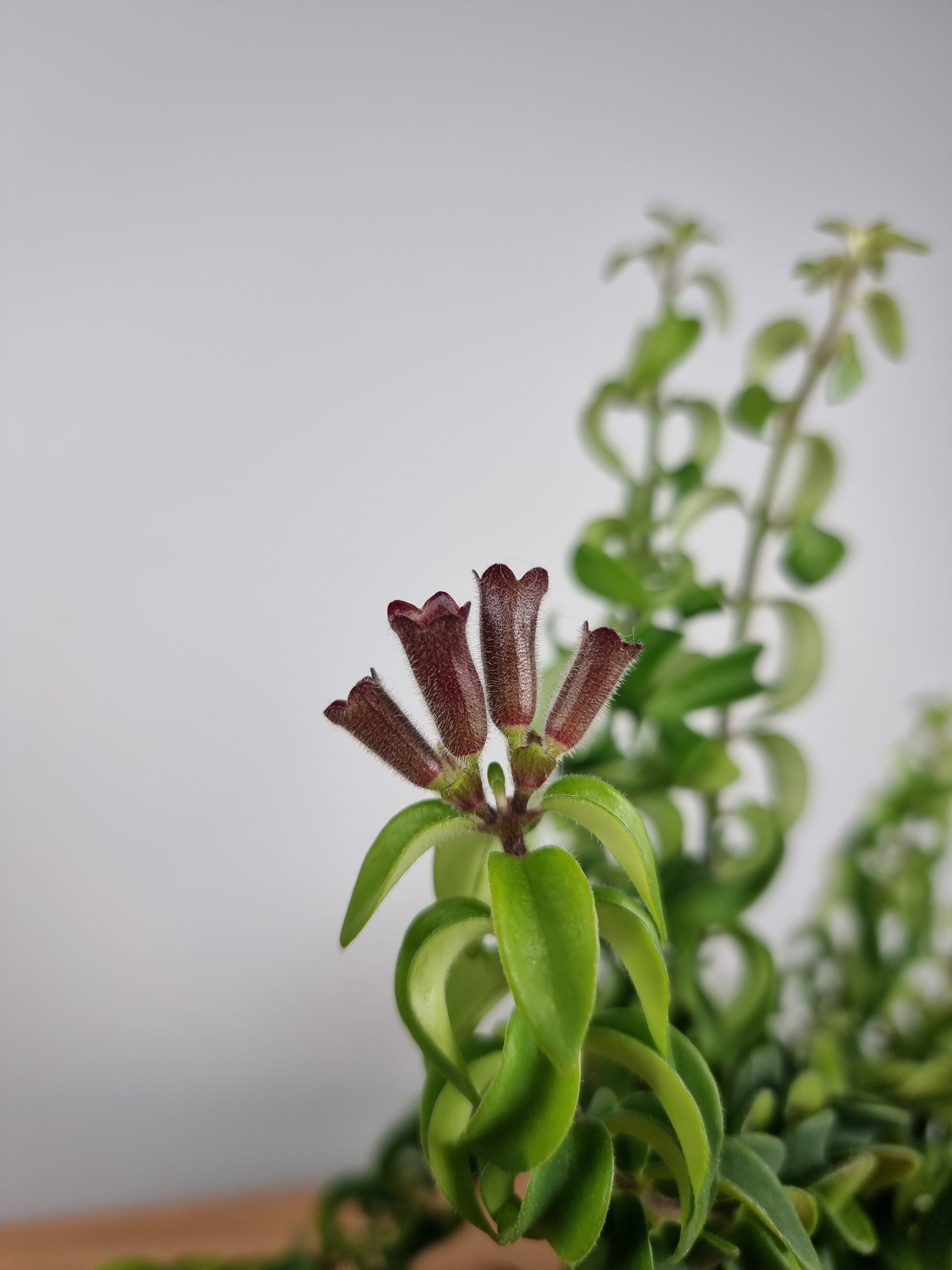 Aeschynanthus radicans 'Curly' - Lipstick Plant Potted Houseplants Root'd Plants 