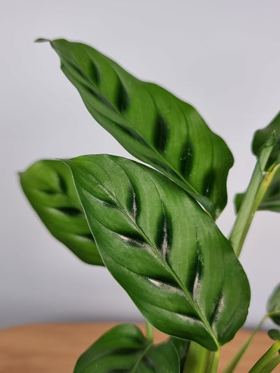 Goeppertia (Calathea) 'Leopardina' Potted Houseplants Root'd Plants 