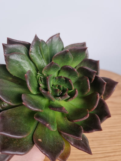 Echeveria agavoides 'Silver Prince' Landscaping & Garden Plants Root'd Plants 