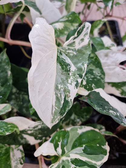 Syngonium podophyllum 'Fantasy' - Variegated Arrowhead Plant Root'd Plants 