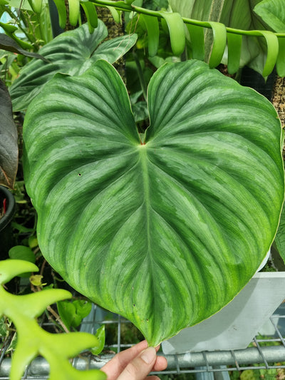 Philodendron plowmanii (Round Form) Root'd Plants 