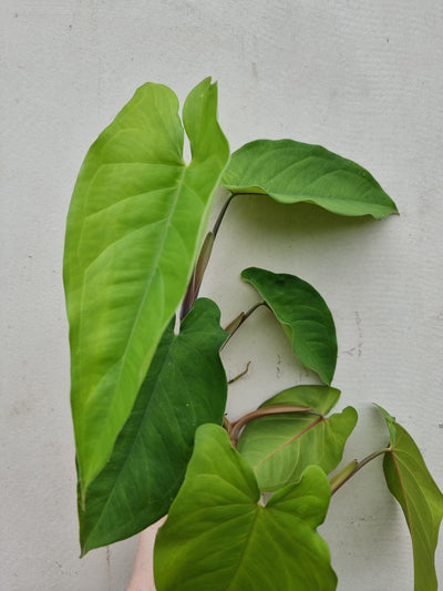 Syngonium macrophylla - Arrowhead Plant Root'd Plants 