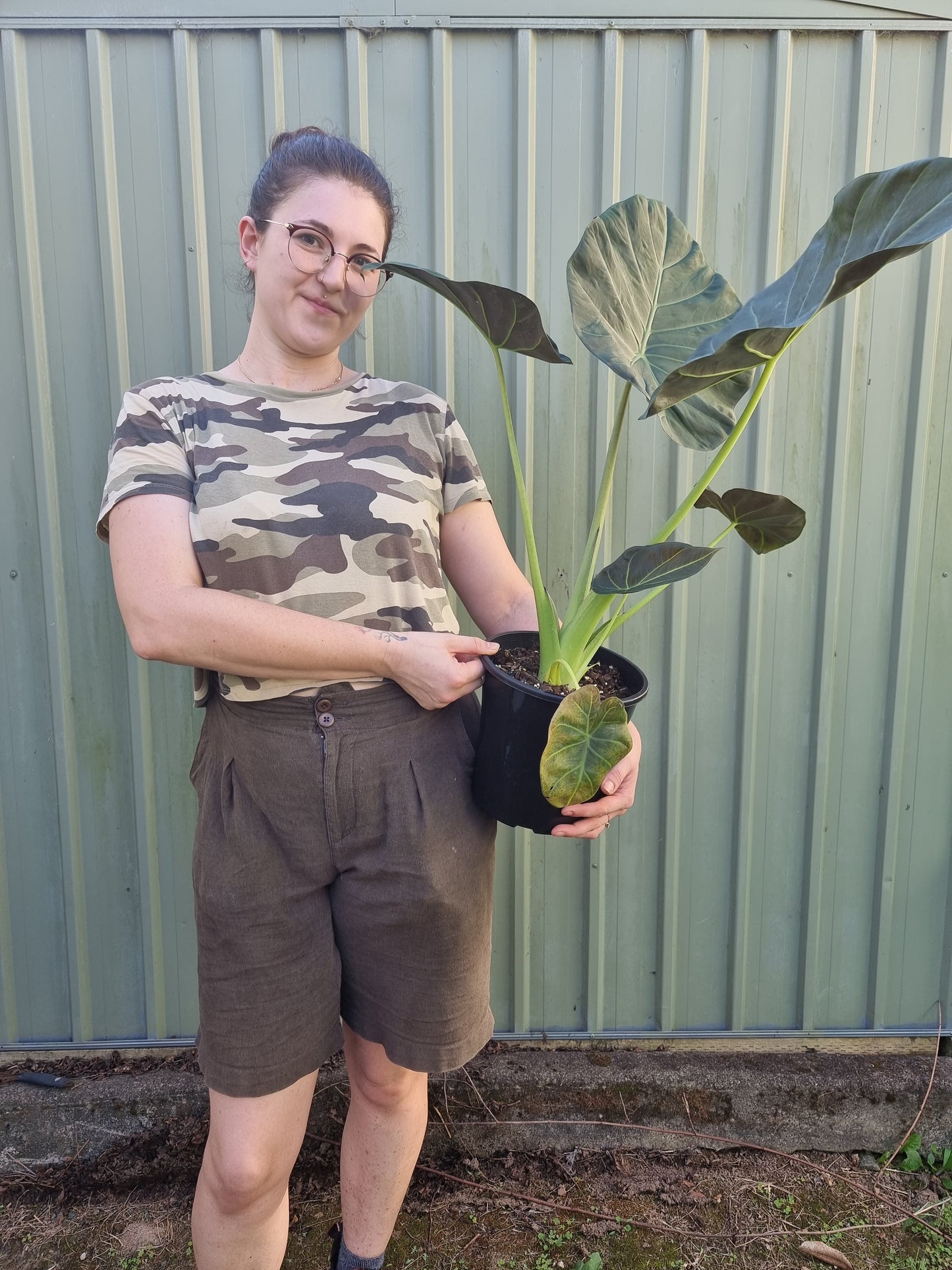 Alocasia 'Regal Shield' - Elephant Ear Root'd Plants 200mm (home delivery only) 