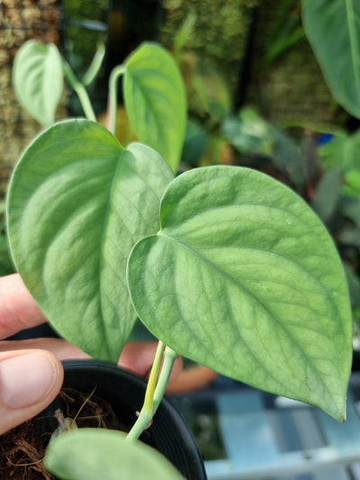 Scindapsus lucens 'Dark' Root'd Plants 