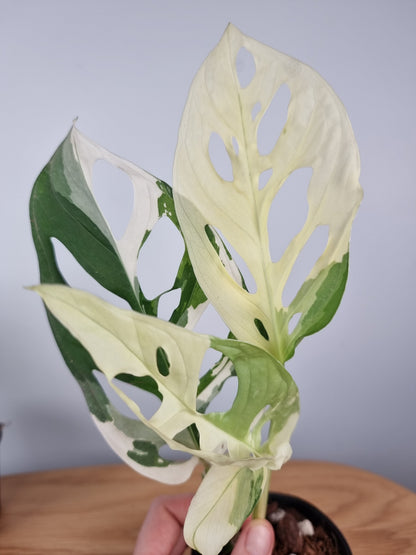 Monstera adansonii variegata - Variegated Swiss Cheese Plant Root'd Plants 