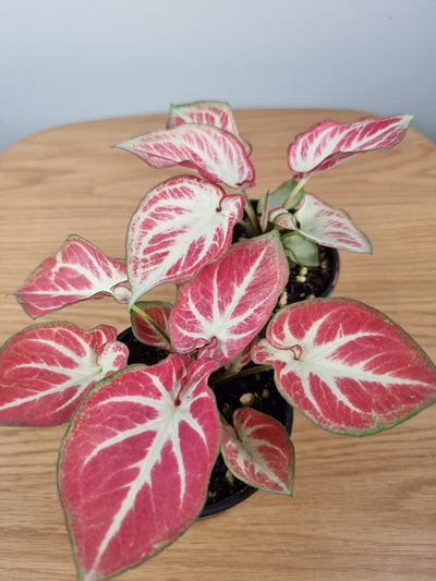 Caladium bicolor - Pink & White Root'd Plants 