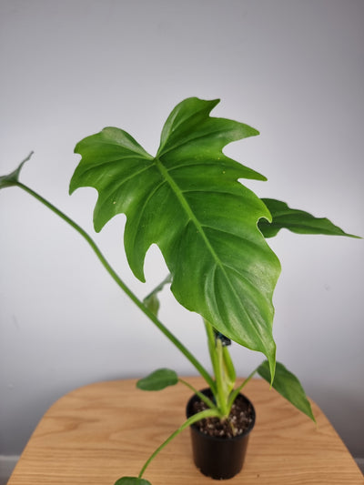 Thaumatophyllum (prev. Philodendron) 'Xanadu Mike' Root'd Plants 