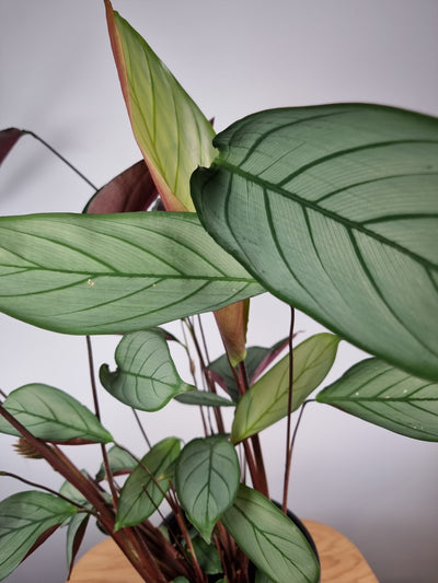 Ctenanthe setosa 'Grey Star' - Never Never Plant Root'd Plants 