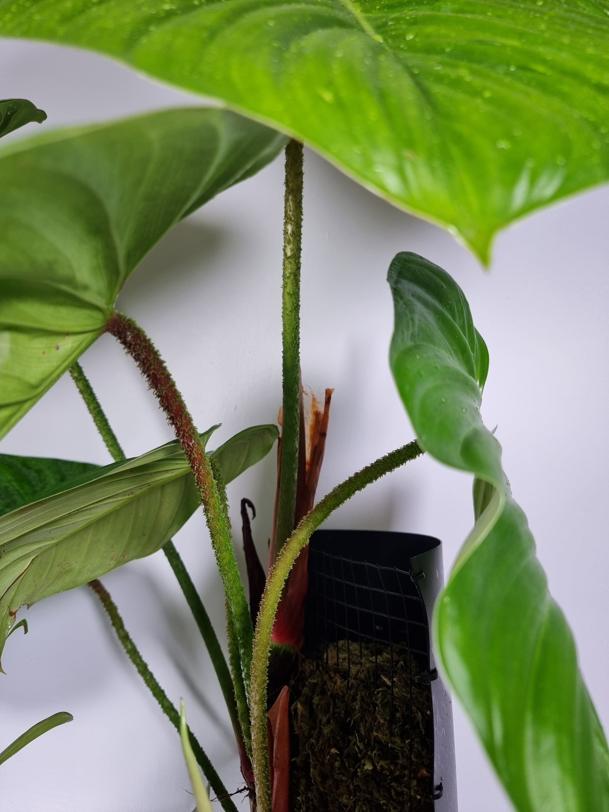Philodendron 'Fuzzy Petiole' Root'd Plants 