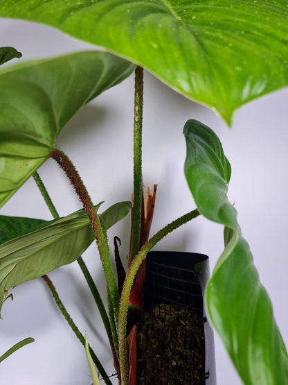 Philodendron 'Fuzzy Petiole' Root'd Plants 