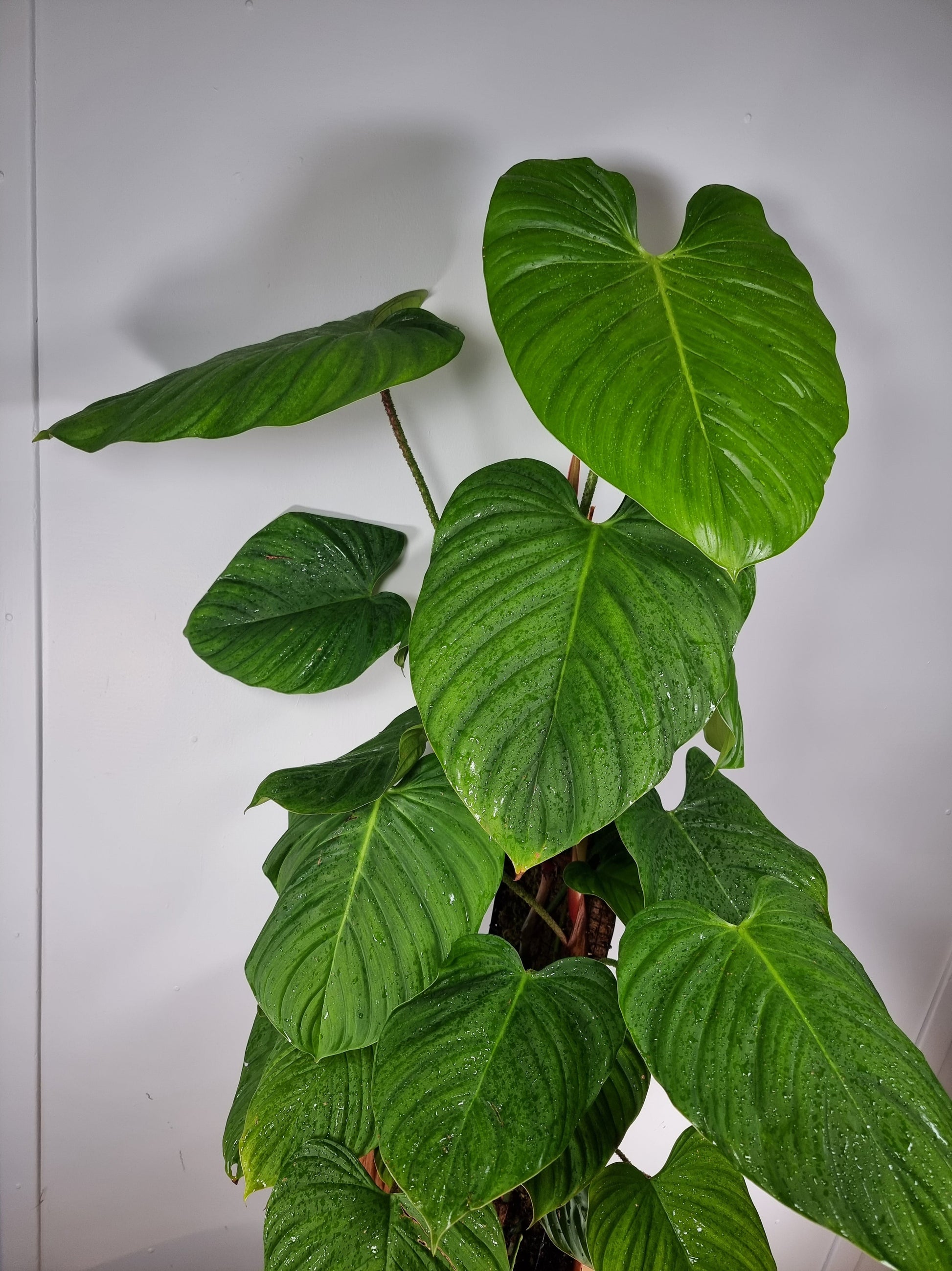 Philodendron 'Fuzzy Petiole' Root'd Plants 