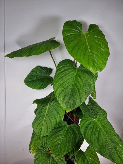 Philodendron 'Fuzzy Petiole' Root'd Plants 