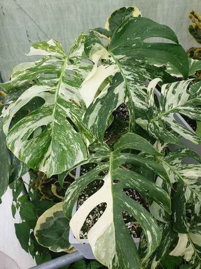 Monstera deliciosa borsigiana variegata - Variegated Fruit Salad Plant Root'd Plants 
