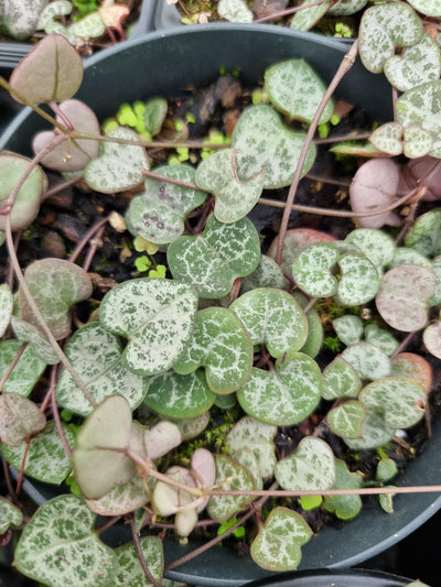 Ceropegia woodii - String of Hearts Root'd Plants 