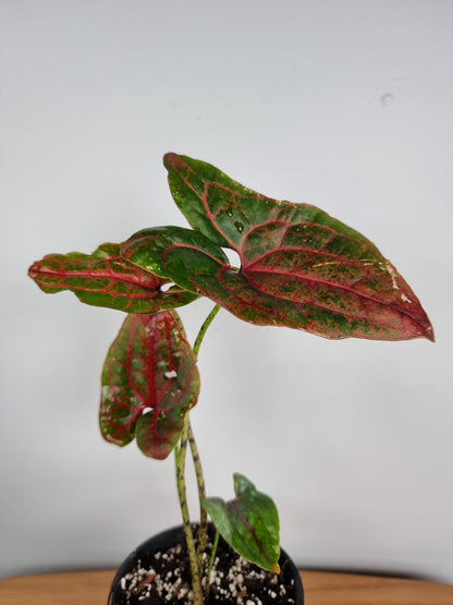 Cyrtosperma johnstonii Root'd Plants 